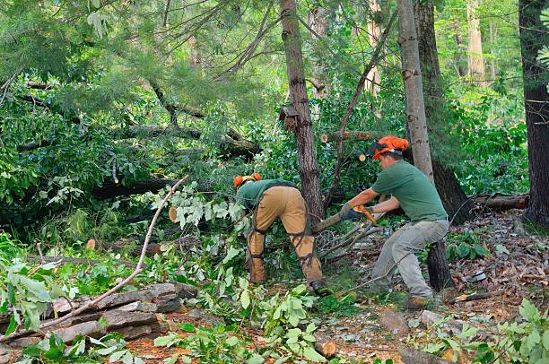 Tree Health Inspection in Ironwood, MI